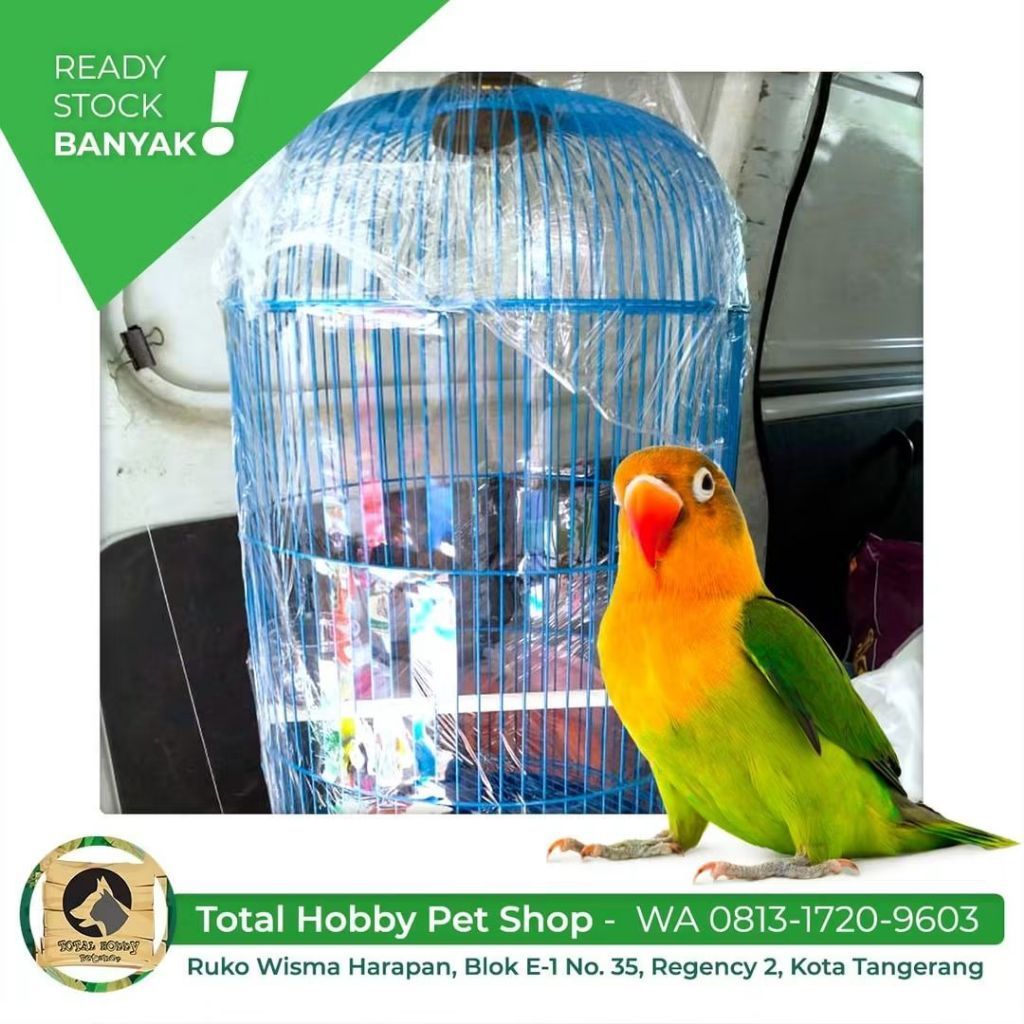 kandang burung Lovebird  sweet gantung besi kuat dan kokoh