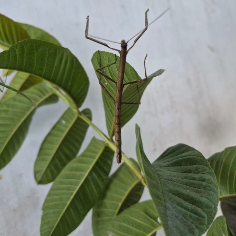 Hiasan stick insect