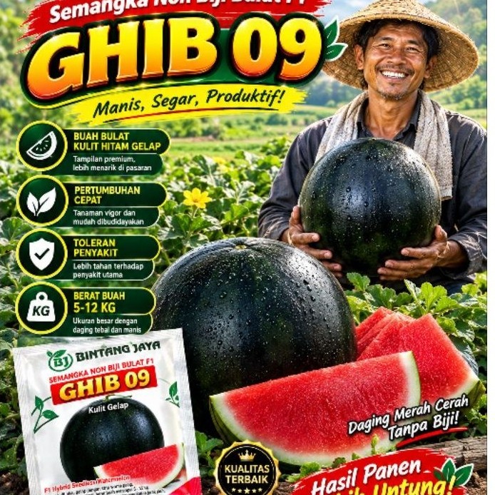 Benih hibrida Non biji Bulat gelap GHIB 09 HARGA TERJANGKAU KEMURNIAN 98%