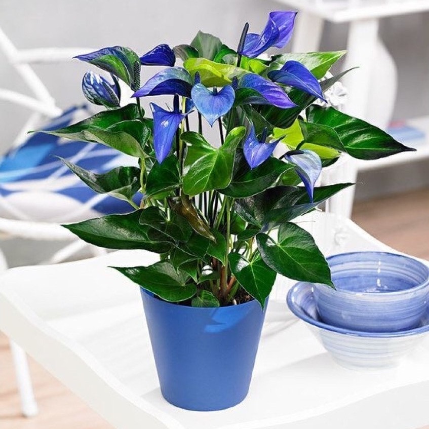 Anthurium Mickey Mouse Blue Illusion Indoor Plant