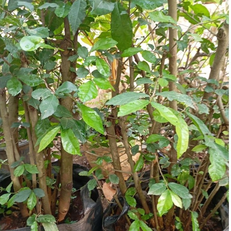 BONSAI SERUT TAMAN 1,5METER