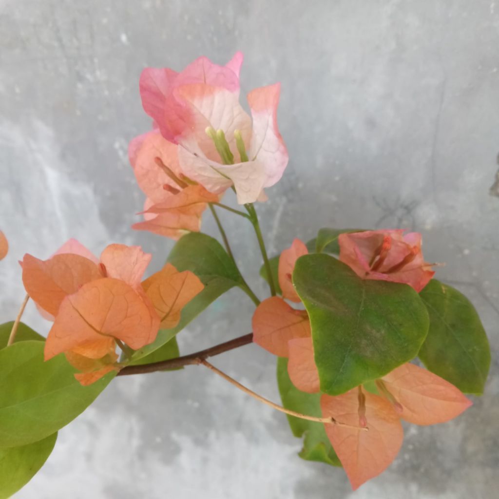 Bougenville Maharani ( Real Pict )