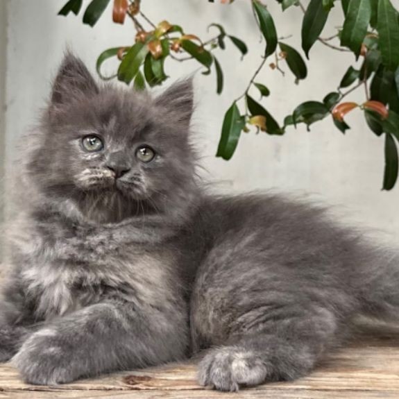 KUCING PERSIA BETINA 2 BULAN ABU ABU