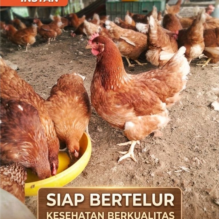 Ayam Petelur/Ayam Merah U-18-23sudah vaksin
