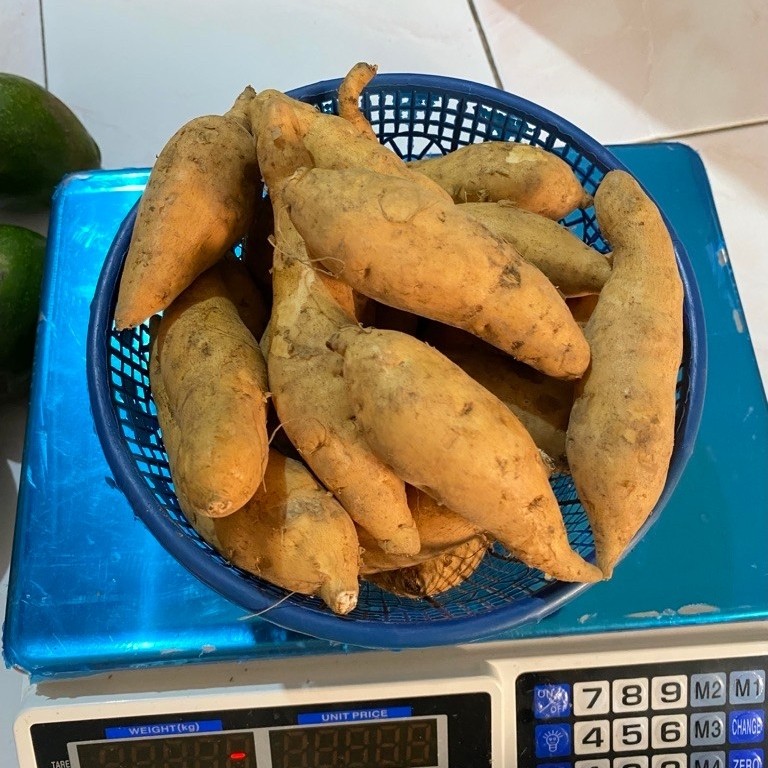 UBI MADU wonogiri 1kg isi (20-25 biji)