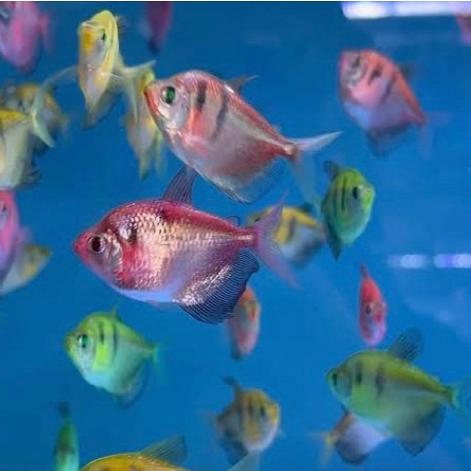 glofish tetra bergaris isi 6