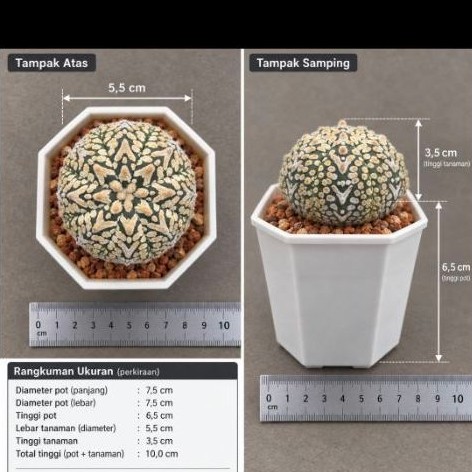 Kaktus Astrophytum Asterias V type
