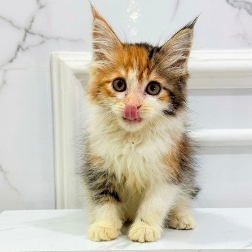 kucing mainecoon calico
