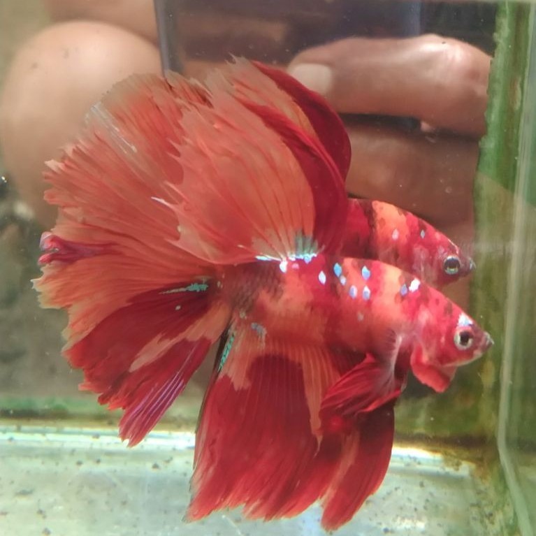 Ikan cupang hias aquarium HM Nemo kelasik size L