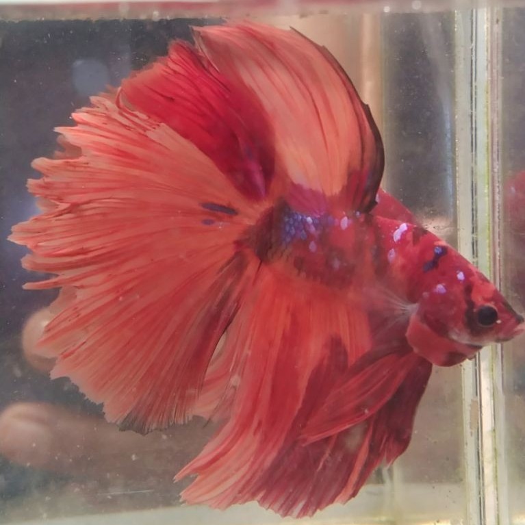 Ikan cupang hias aquarium HM Nemo kelasik size L