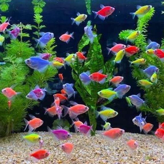 ikan hias fish tetra neon / ikan fish neon tetra / ikan warna warni / ikan hias neon tetra fish