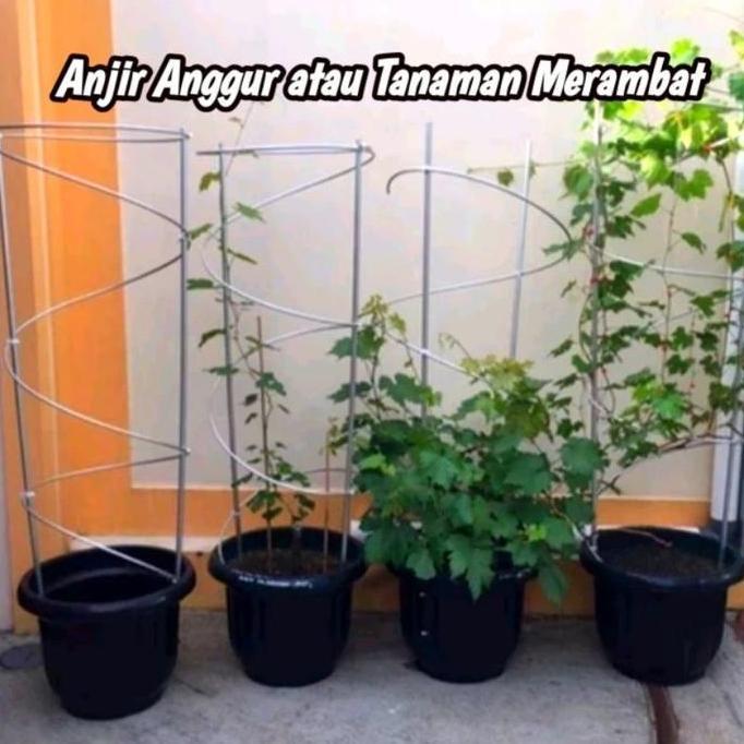 Pilihan - Tiang Rambatan Tabulampot Anggur - Anjir Anggur Atau Tanaman Rambat