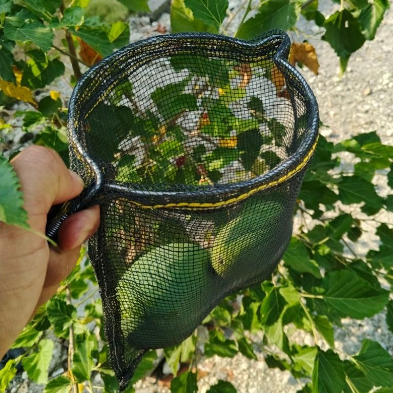 orok orok pemetik buah jaring petik buah seser buah alat berkebun