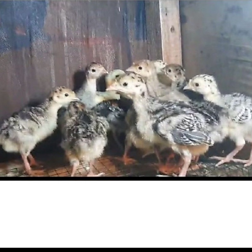 Ayam kalkun hias Usia 2 Minggu Bisa request jenis kelamin