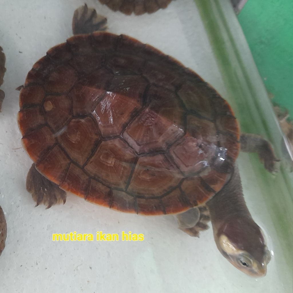 [BACA DESKRIPSI] Kura-Kura Dada Merah Damer Besar Kecil - Kura-Kura Aquarium