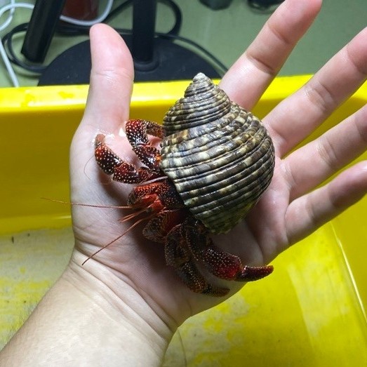 hiasan kelomang perlatus super jumbo xxl