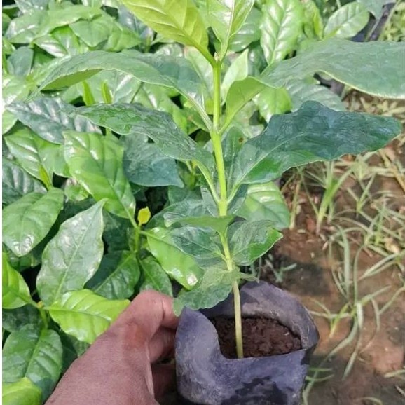 50 Batang Bibit Kopi Arabika Gayo Ukuran 25cm