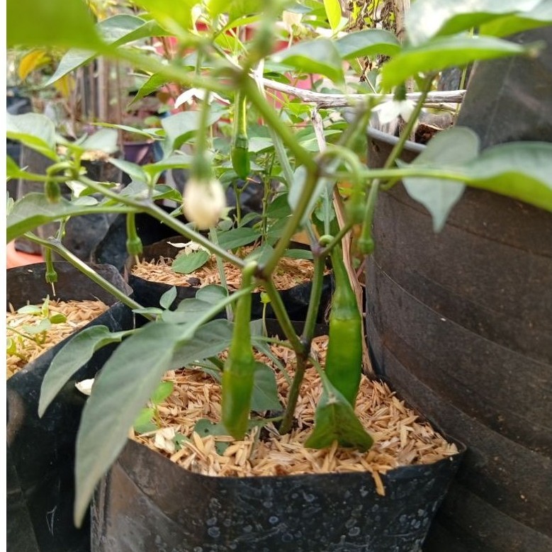 Pohon Tanaman Cabe Organik Sudah Berbuah  Tanpa Pestisida Tanpa Pupuk Kimia