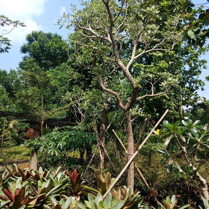 Tabebuia kuning 4 meter pohon pelindung tabebuya kuning besar
