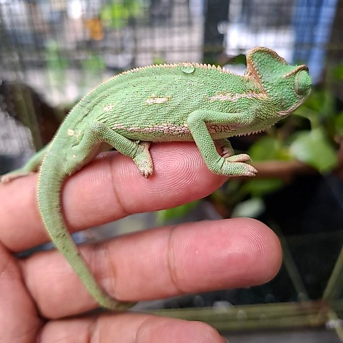 SIAP KIRIM Veiled Chameleon Chamy Bunglon Arab