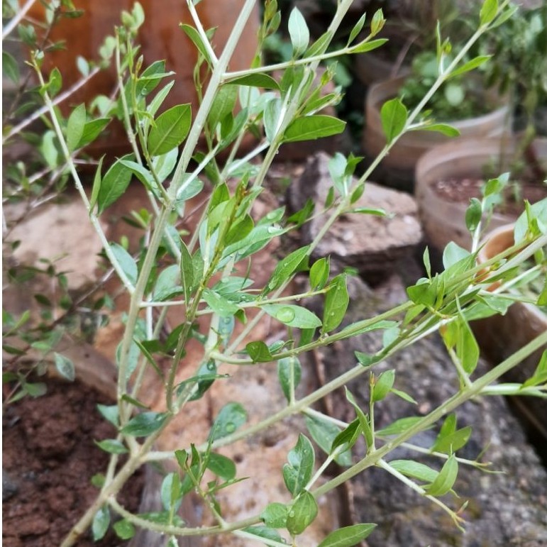 daun henna segar/ daun inai 100g