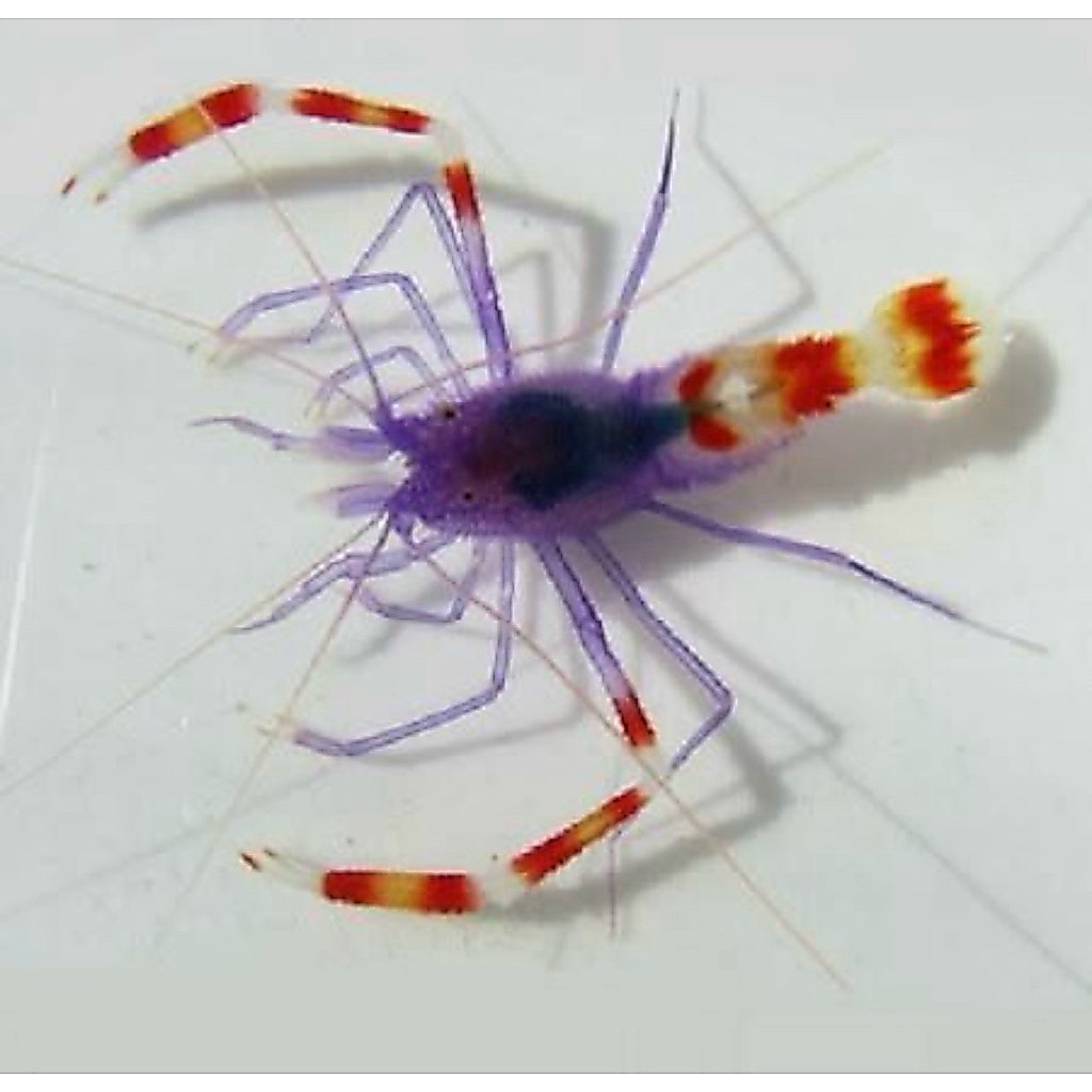 ikan hias laut udang mp biru / blue banded coral shrimp