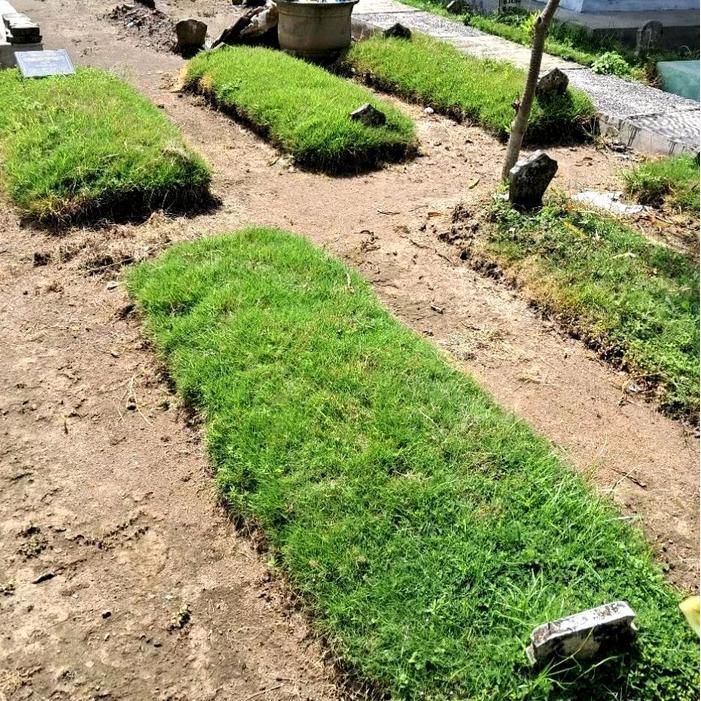 1 Makam Rumput Jepang Hidup Fresh Ukuran 15 x 15 cm Siap Tanam untuk 1 Makam - Rumput Makam