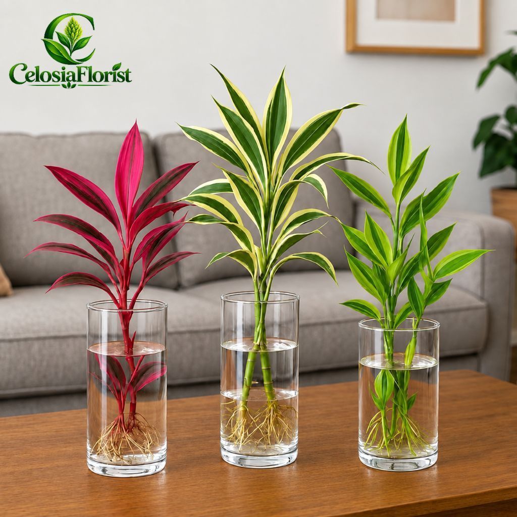 Paket 3 Tanaman Media Air Bambu Hoki - Tanaman Bambu Hoki Merah - Variegata - Golden