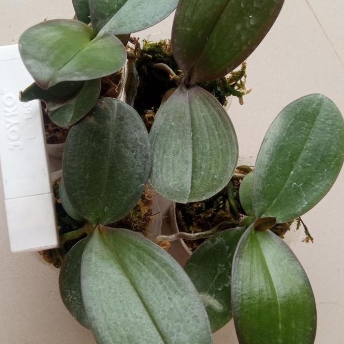 PAKET ANGGREK MURAH 10 SEEDLING ANGGREK BULAN