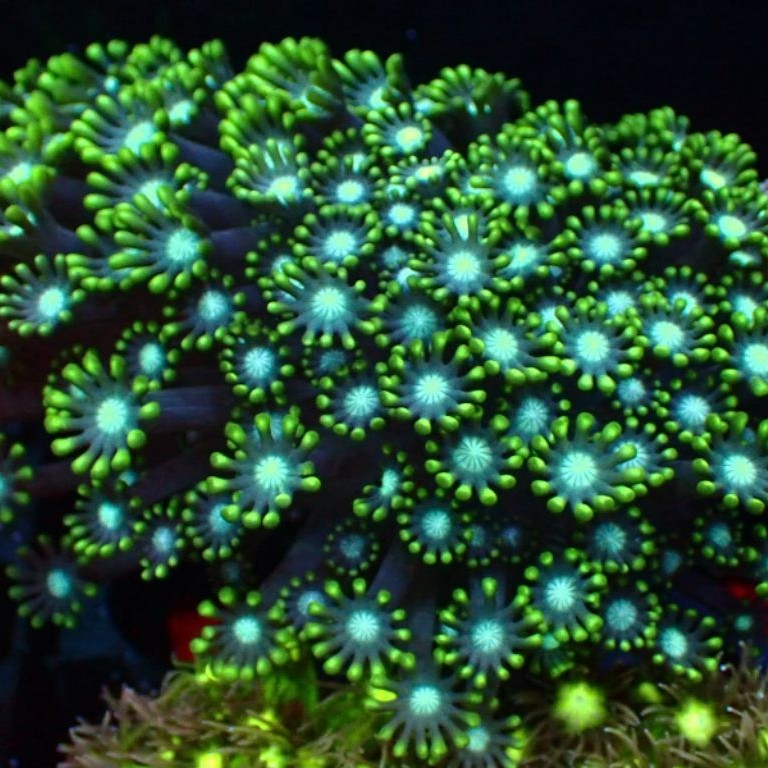 Alveopora Coral Reef Aquarium Laut