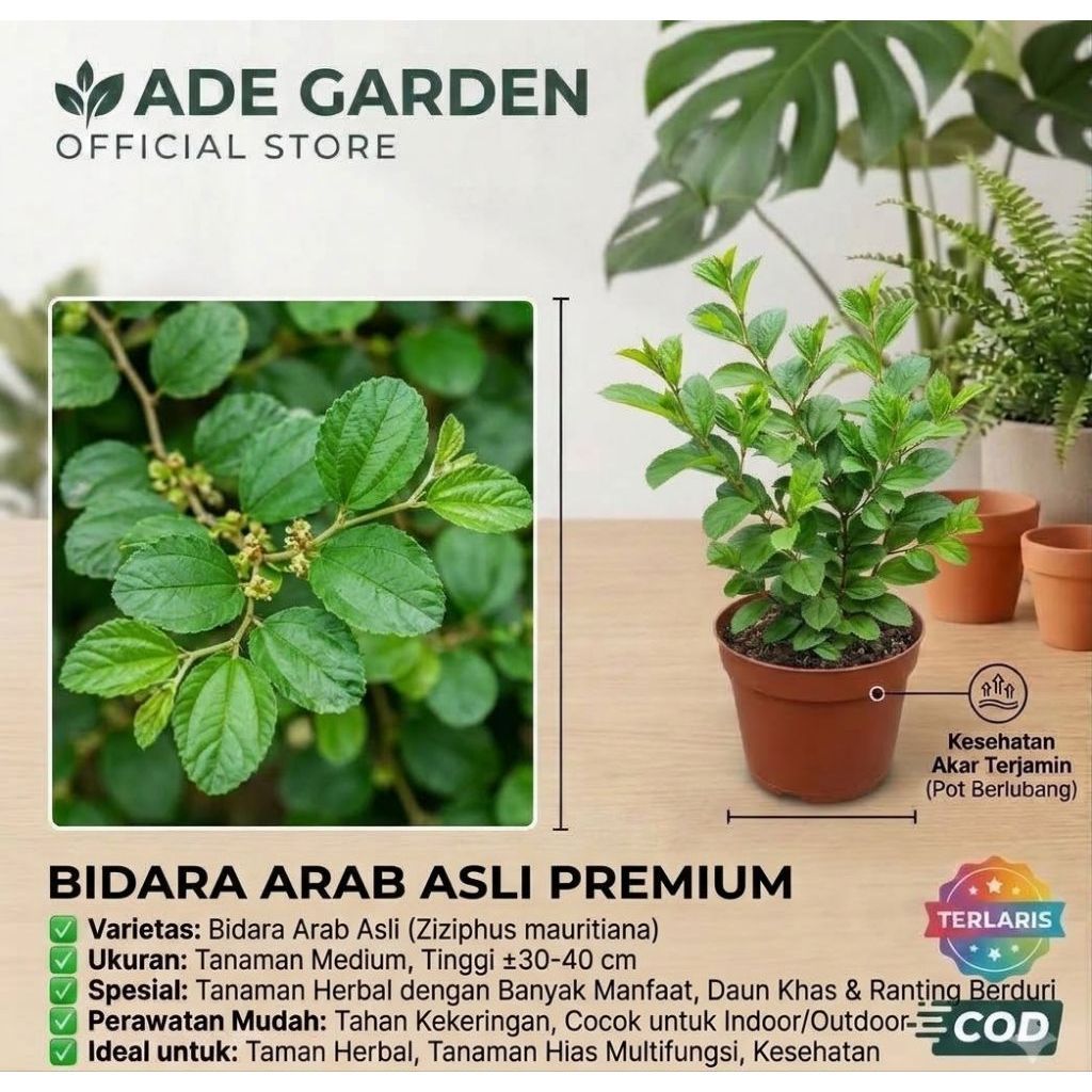 Tanaman Bidara Arab Asli / Bibit Bidara Arab / Pohon Bidara Arab