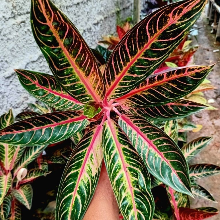 Aglounema Pride Of Sumatra | POS | Red Sumatra | Aglo | Tanaman Hias