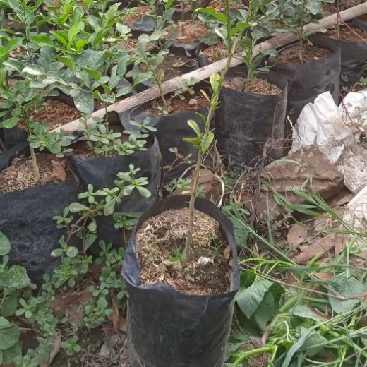 bibit jeruk purut besar