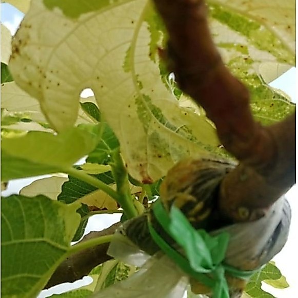 Bibit Tin Joy Tiger Variegata (JTV)