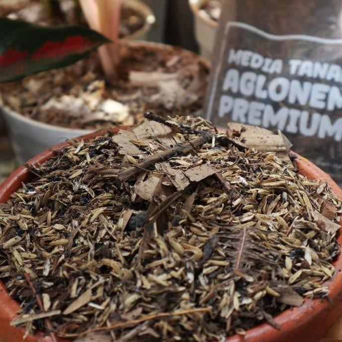 Media Tanam Aglonema Premium 500 Gram Media Tanam Aglonema Allshop