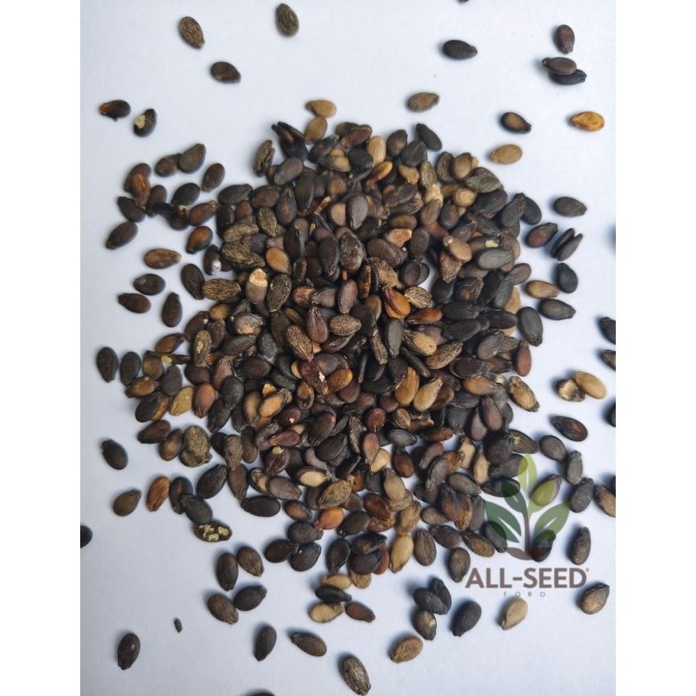 ( 500 Biji ) Benih Semangka Inul Merah, Bibit Biji Semangka Inul Merah