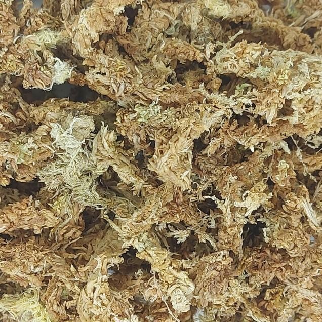Media Tanam Sphagnum Moss 1 Kg