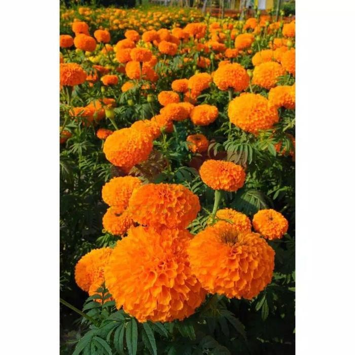 Cod - Benih Bibit Bunga Marigold Golden Blom - Cap Panah Merah - Bibit Bunga