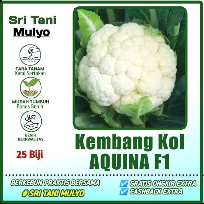 

[Cod] - 25 Biji - Benih Kol Aquina F1 Cap Panah Merah - Bibit Tanaman Sayur Sayuran Bunga Kol Kubus Brokoli