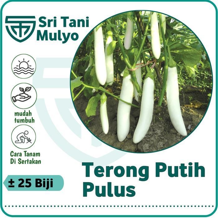 [Cod] - 25 Biji - Benih Terong Putih Unggul Pulus - Bibit Sayuran Benih Sayuran