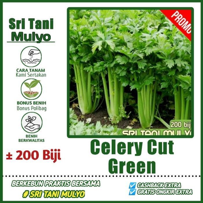[Cod] - 200 Biji - Benih Seledri Import / Celery Cut Green F1 - Bibit Sayuran