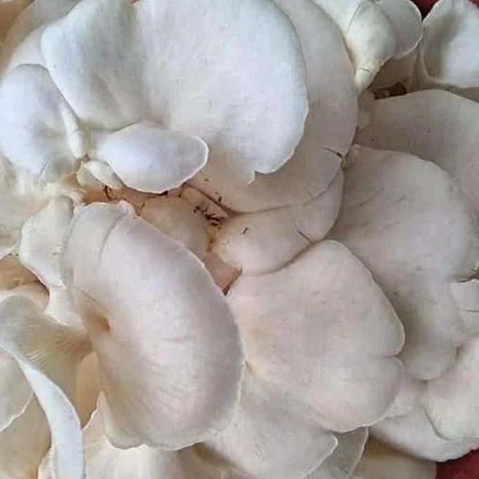 LS jamur tiram 1kg/jamur 1kg/tiram 1kg/jamur/sayur jamur/tokopedianow