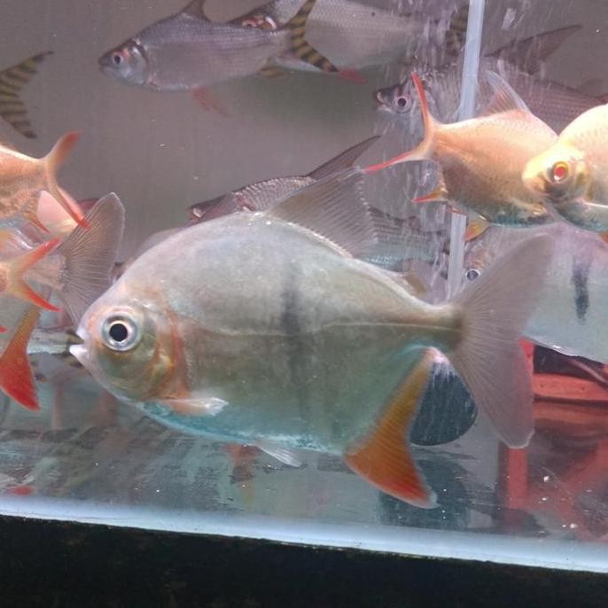 TERMURAH - MYLEUS THINBAR JUMBO HIAS