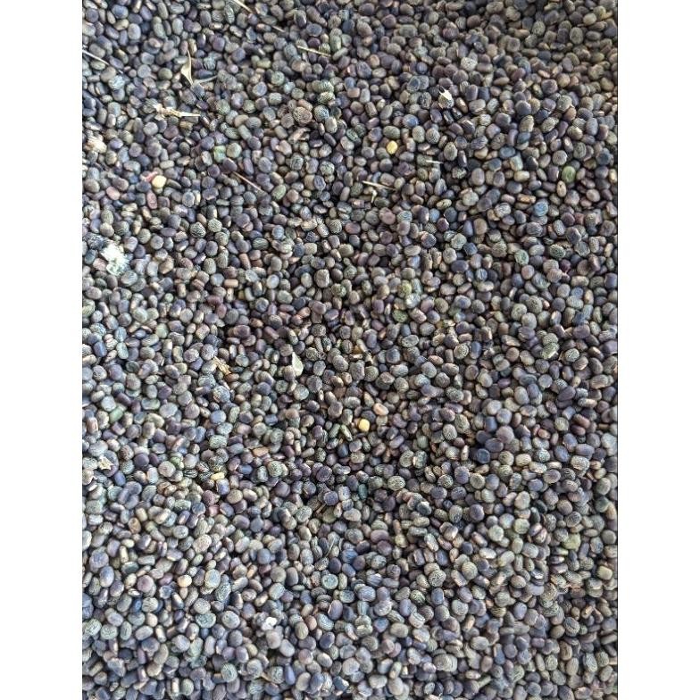 Cp Centrosema Pubescens Benih Rumput Lcc