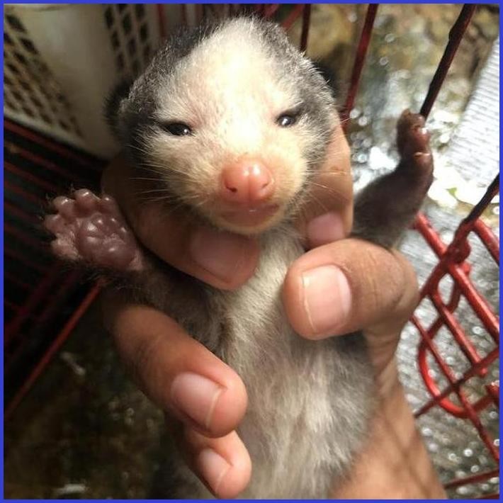 MUSANG MOZAIK MUKA PUTIH CEMONG