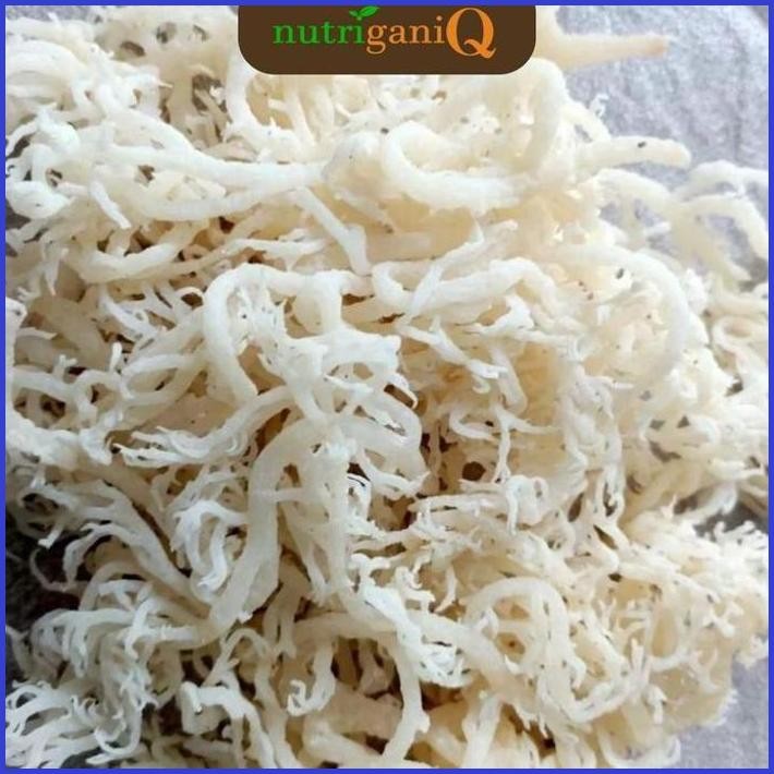 

NUTRIGANIQ RUMPUT LAUT KERING SPINOSUM COTTONI 1 KILOGRAM ORIGINAL | RUMPUT LAUT BAHAN ES RUMPUT LAUT ES CAMPUR PREMIUM