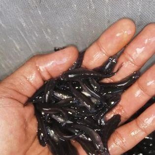 RAS jual anakan bibit ikan gabus bibit ikan gabus sudah makan pelet