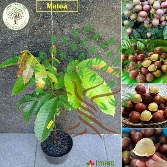 PREMIUM Bibit Tanaman Buah Matoa-Bibit Pohon Matoa Cangkok