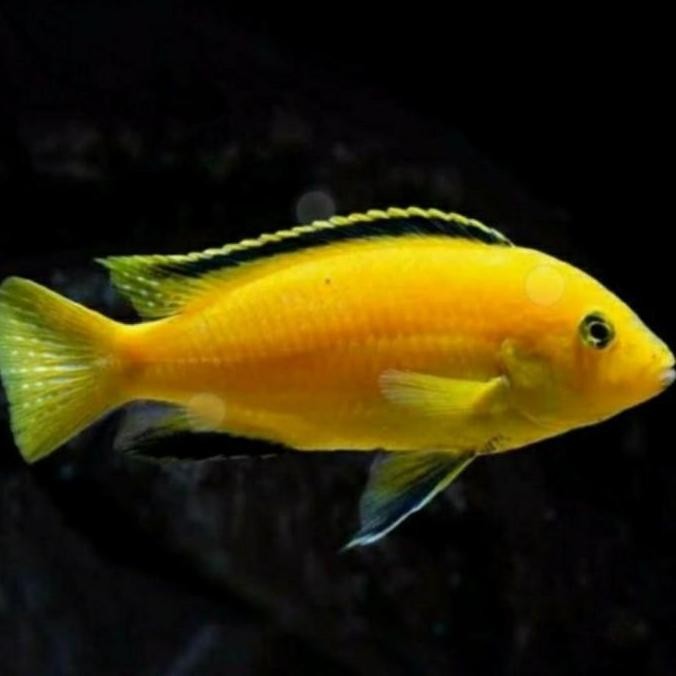 Ikan Lemon cichlid aquarium cocok untuk hiasan aquascape