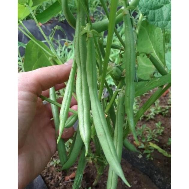 15 Biji - Benih Buncis Perdu GYPSY (tidak merambat)